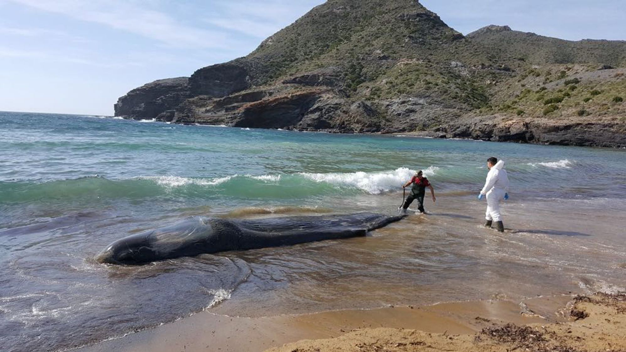 The six-ton mammal was found on February 27 on the beach of Cabo de Palos.