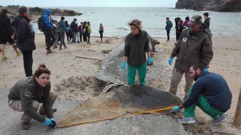 04 sperm whale dead plastic