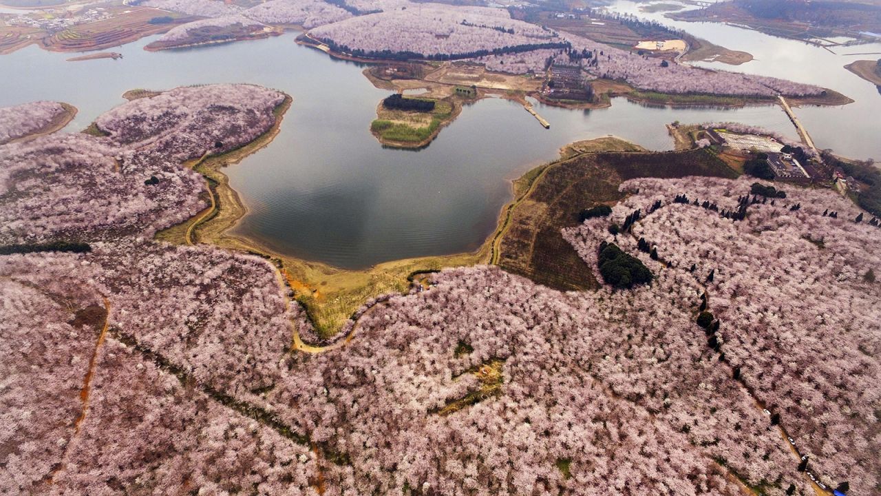 <strong>700,000 blooming cherry trees: </strong>Guizhou is home to the largest cherry plantation in the world. Guian Cherry Garden near Guiyang, the capital city of Guizhou, is carpeted by a staggering 700,000 blossoming cherry trees every March,