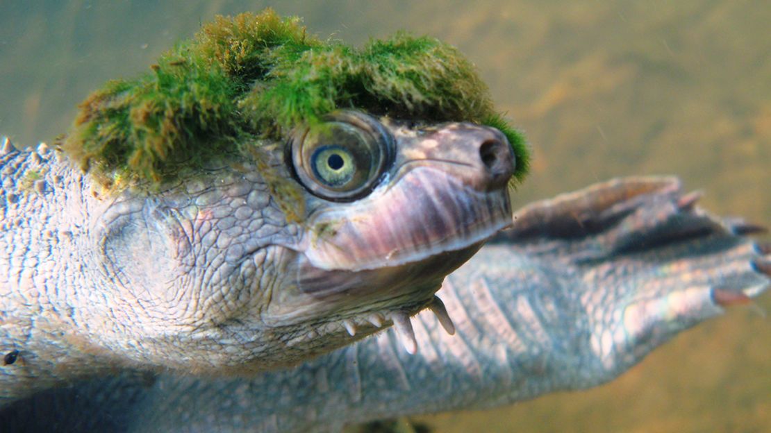 The Mary River turtle is native to Queensland, Australia.