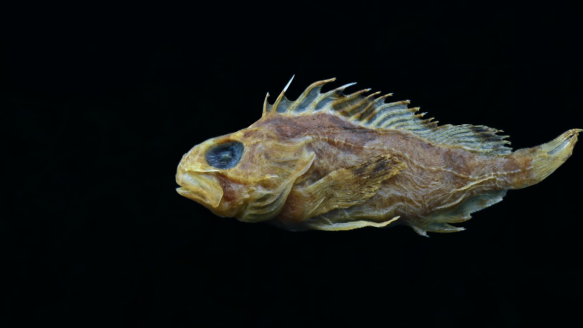 Stonefish are scary enough, but now scientists have discovered