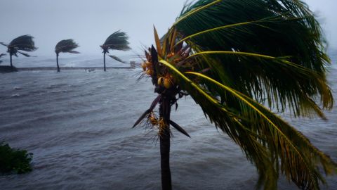Hurricane Irma blows down palm trees in Caibairién, Cuba, as the Category 5 storm ravaged much of Caribbean in early September of 2017. The storm wrecked large parts of Cuba's agricultural sector and left thousands with damaged homes. Even though Cubans are proud of their well-organized hurricane preparedness system, Irma overwhelmed the country's efforts. At least 10 people died on the island as a result the storm.