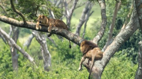 A lion and lioness in a tree at the Queen Elizabeth National Park in Uganda