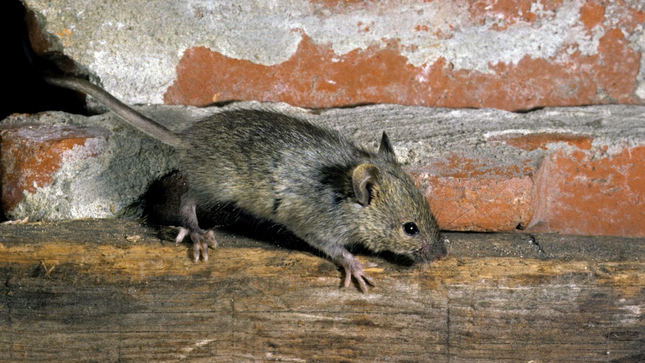 House mouse (Mus domesticus / Mus musculus) foraging inside building. (Photo by: Arterra/UIG via Getty Images)