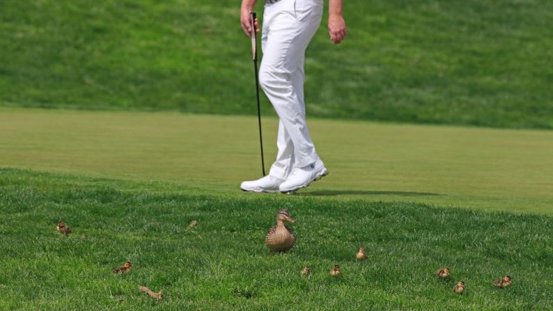 A duck family crosses the course during the Madrid Open golf tournament at the National Golf Course on Sunday, April 15.
