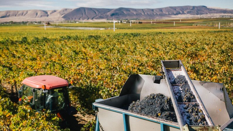 <strong>Expanding vineyards: </strong>The first grapes were planted at Kiona in the mid 1970s. Today, more than 230 acres of Red Mountain land are under vine.<br />
