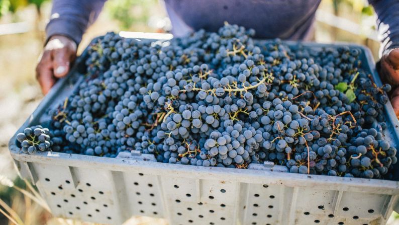 <strong>Prime conditions:</strong> Tri-Cities winemakers say they work with ideal temperatures and rainfall and the right soil conditions to produce intense fruit. 
