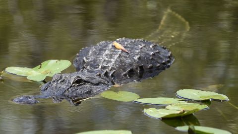 An alligator swims at Everglades National Park in Florida. 