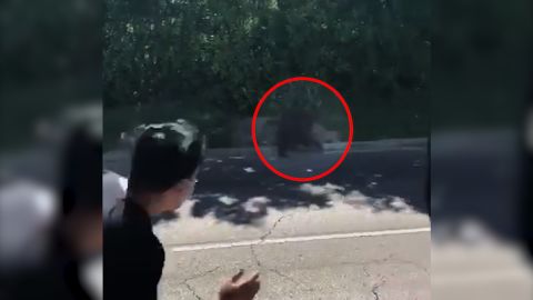 baboon on the run