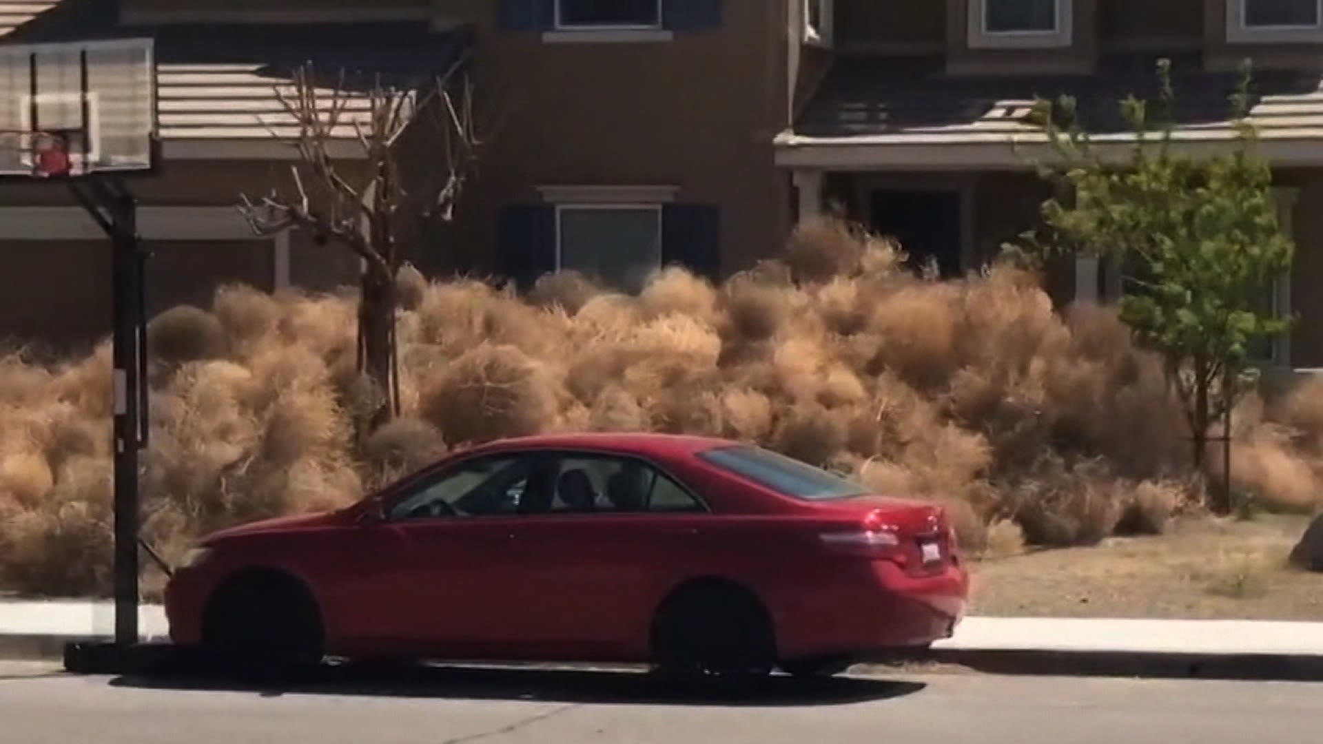Volkswagen-sized tumbleweed set to take over Southern California – New York  Daily News