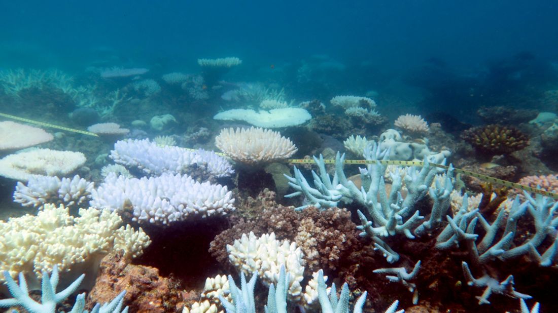 Study: Over 90% of Great Barrier Reef suffering from coral