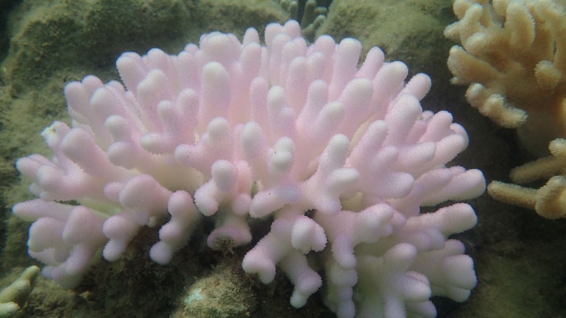 There are variations in the appearance of severely bleached corals. Here, the coral displays pink fluorescing tissue signalling heat stress. 
