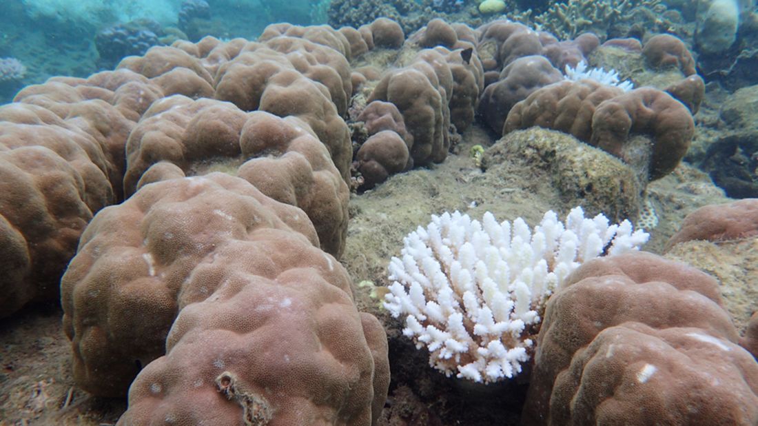 A severely bleached branching coral amongst the minimally bleached boulder coral. 