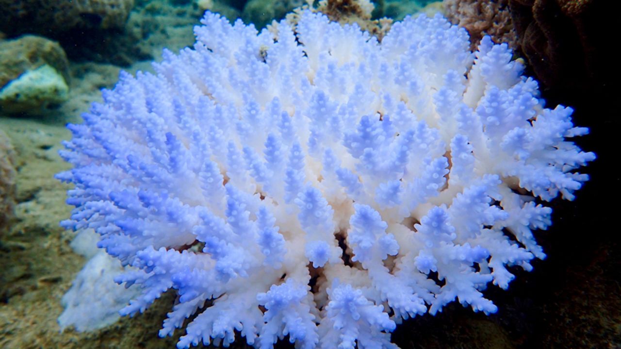 A bleached Acropora colony.