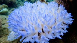 A bleached Acropora colony