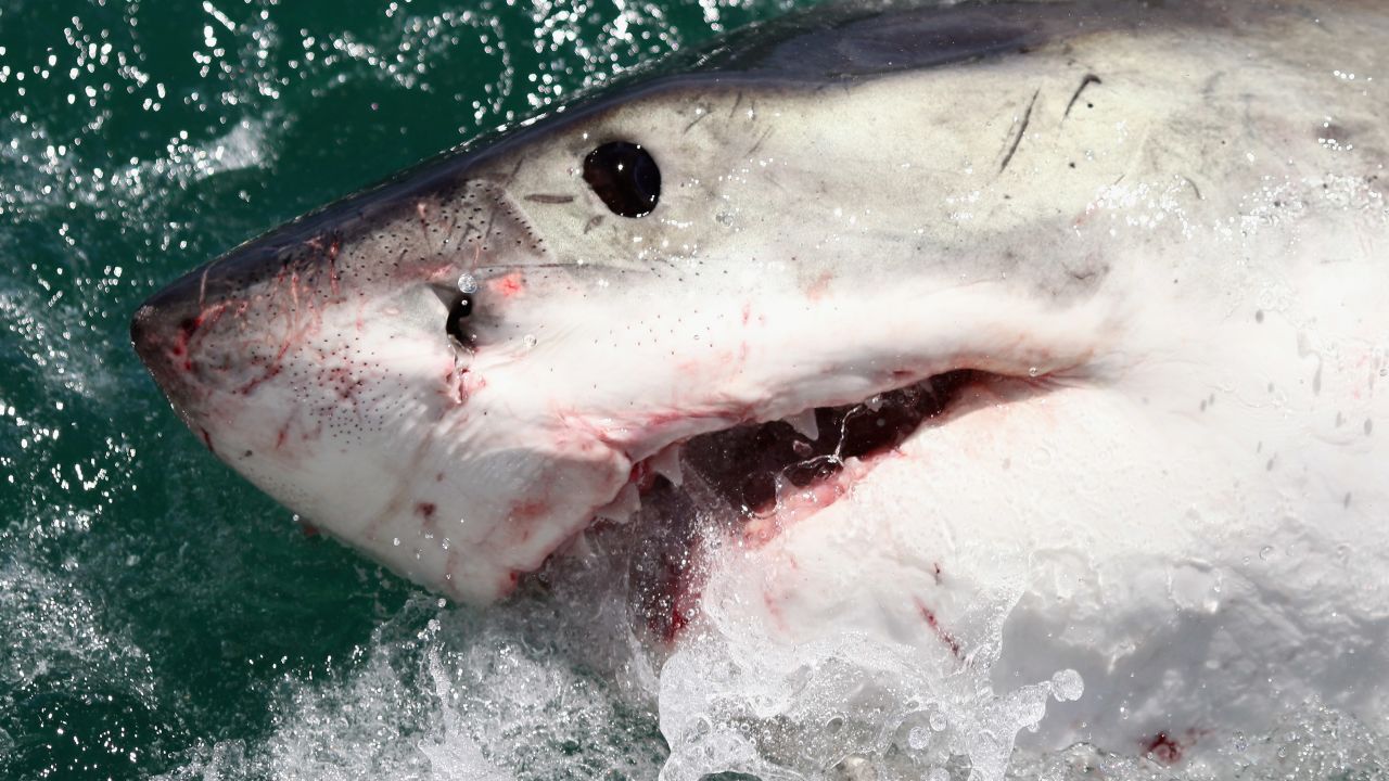 Shark surfing Margaret River contest
