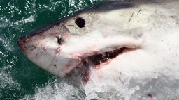 GANSBAAI, SOUTH AFRICA - OCTOBER 19:  A Great White Shark is attracted by a lure on the 'Shark Lady Adventure Tour' on October 19, 2009 in Gansbaai, South Africa. The lure, usually a tuna head, is attached to a buoy and thrown into the water in front of the cage with the divers. The waters off Gansbaai are the best place in the world to see Great White Sharks, due to the abundance of prey such as seals and penguins which live and breed on Dyer Island, which lies 8km from the mainland.  (Photo by Dan Kitwood/Getty Images)
