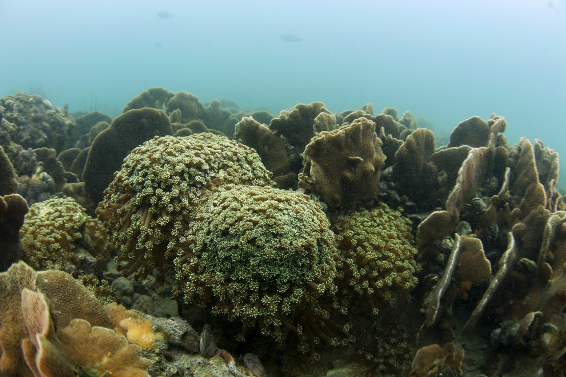 Tung Ping Chau is one of the best places to snorkel in Hong Kong.