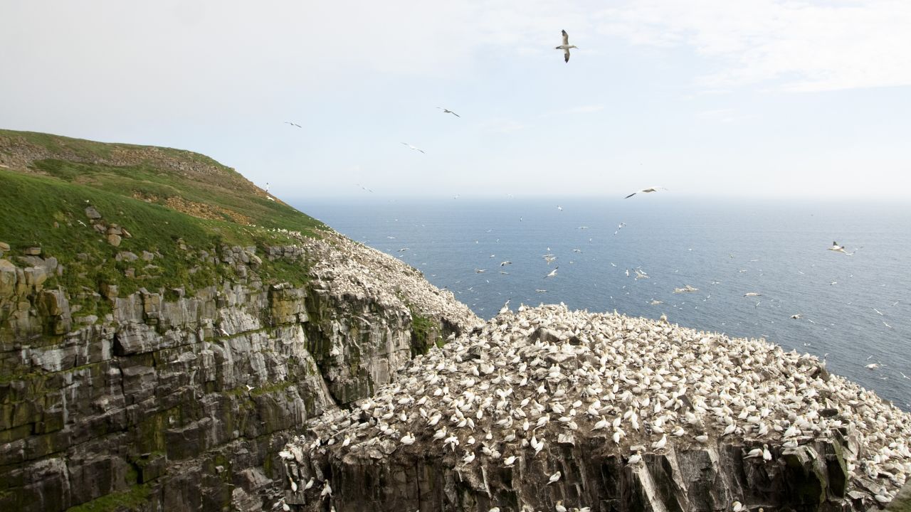 <strong>Cape St. Mary's: </strong>The ecological reserve of Cape St. Mary's is home to thousands of gulls, common murres, razorbills, northern gannets, black-legged kittiwakes and double-crested and great cormorants.