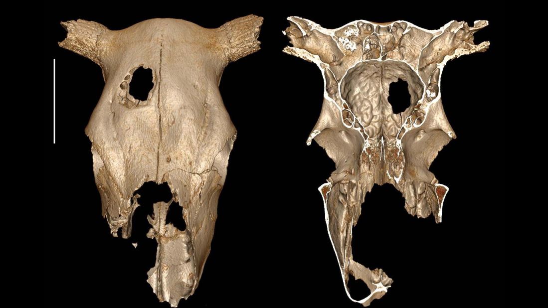 A Stone Age cow skull shows trepanation, a hole in the cranium that was created by humans as as surgical intervention or experiment.