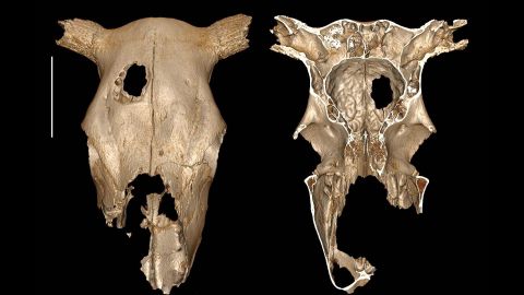 A Stone Age cow skull shows trepanation, a hole in the cranium that was created by humans as as surgical intervention or experiment.