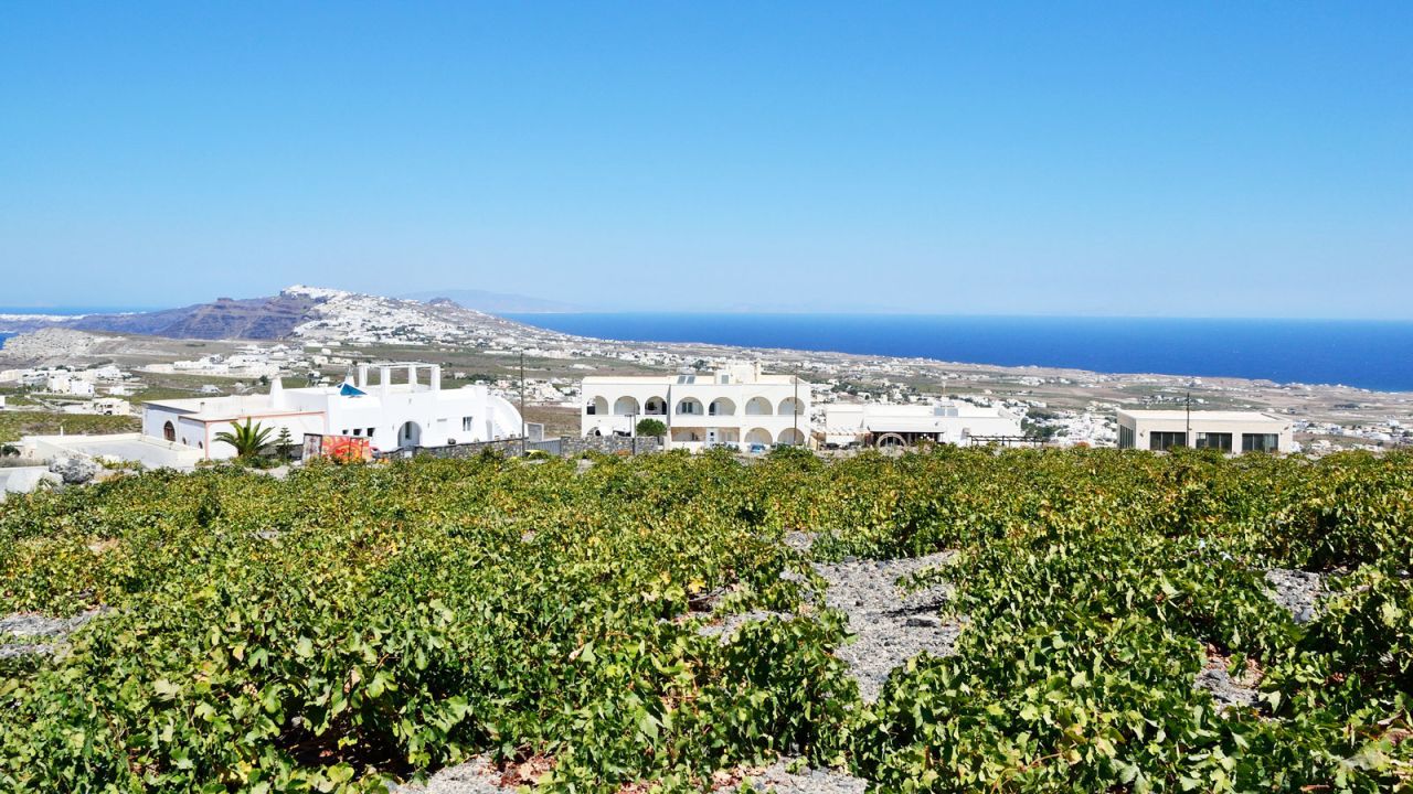 Santorini's wine industry has helped to slow down the loss of farmland.