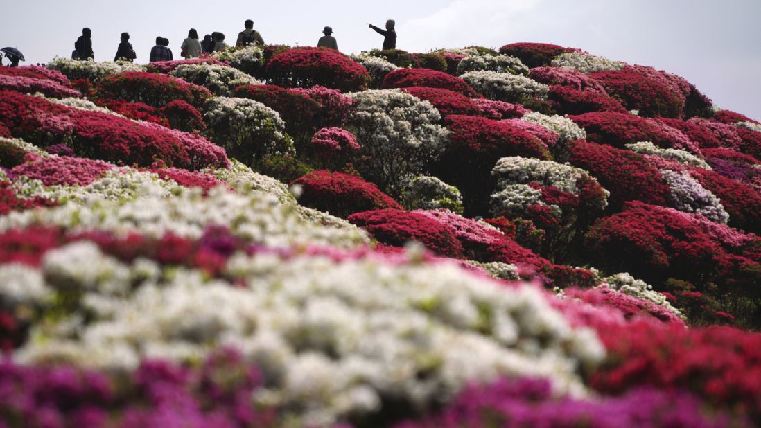 <strong>Sasebo, Japan: </strong>Azaleas are pictured in their full April bloom at Nagushiyama Park in Nagasaki Prefecture, southwest Japan. 
