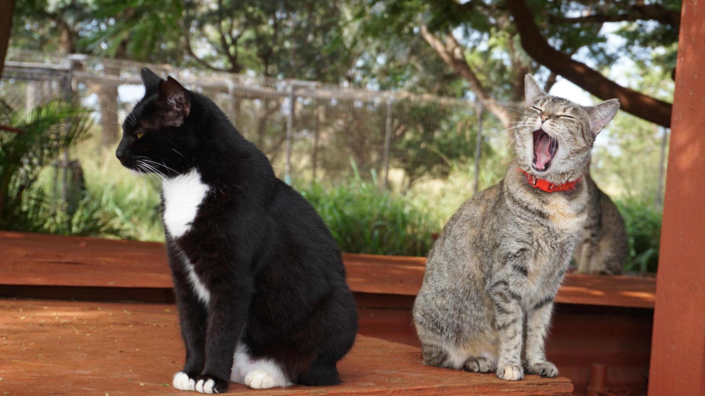 Cats Recognize Their Own Names--Even If They Choose to Ignore Them
