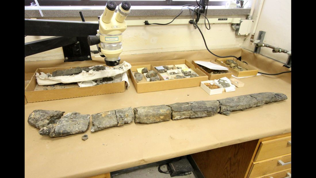 This portion of a whale skull was found at the Calaveras Dam construction site in California, along with at least 19 others. Some of the pieces measure 3 feet long.