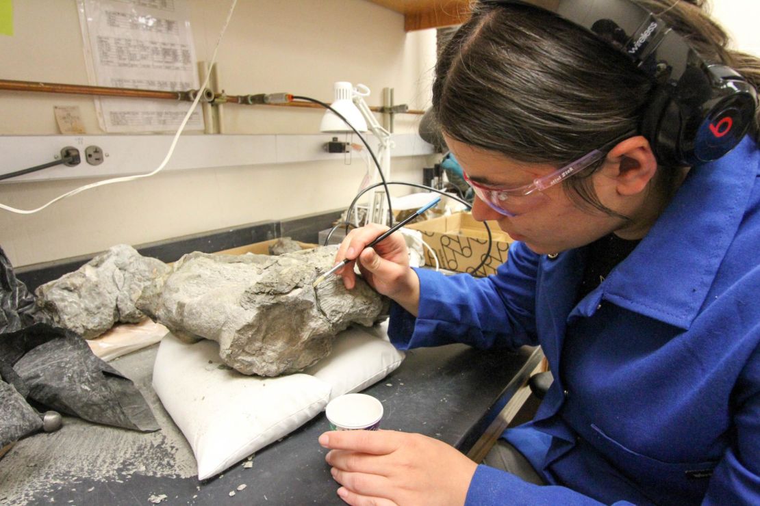 Graduate student Mackenzie Kitchener-Smith spreads glue on a fossil to keep bone fragments together.