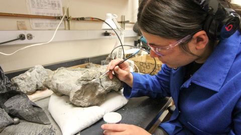 Graduate student Mackenzie Kitchener-Smith spreads glue on a fossil to keep bone fragments together.