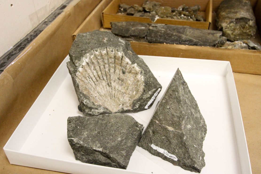 Shell fossils were the first evidence that the construction workers needed to call in a paleontologist.