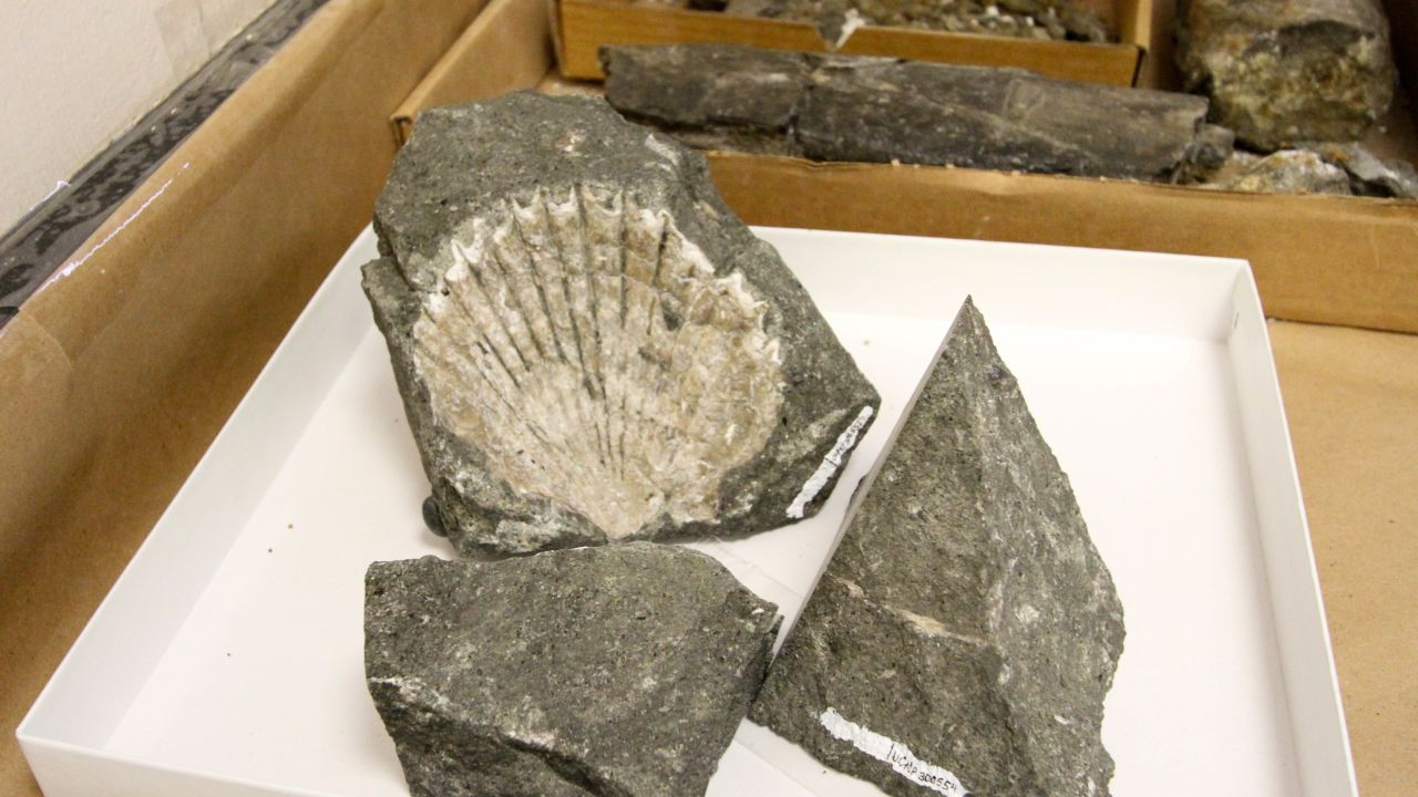 Shell fossils were the first evidence that the construction workers needed to call in a paleontologist.