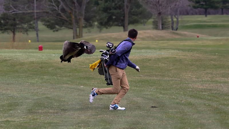 Goose levels golfer reasserting dominance over all humankind CNN