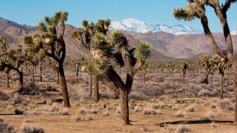 See austere beauty of Joshua Tree National Park in photos | CNN