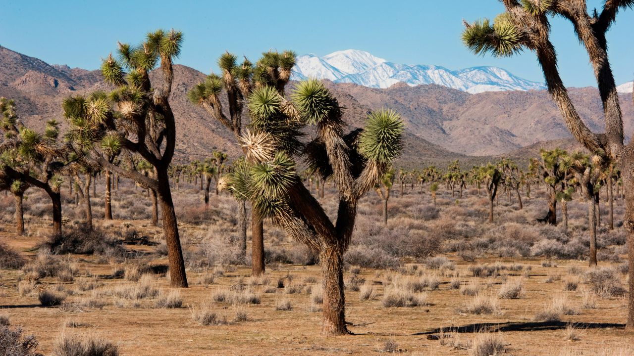 Joshua Tree National Park, two and a half hours by car from Los Angeles, is closed to vehicles. It's not clear when it will allow car travel, making summer vacation plans in the region complicated.