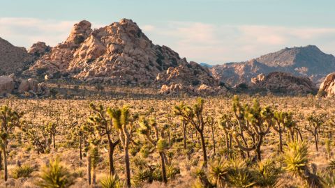 The park's namesake comes from the Joshua Tree, agave plants with arm-like branches named by Mormon immigrants. They said the outstretched limbs reminded them of Joshua reaching his hands to the sky in prayer. 