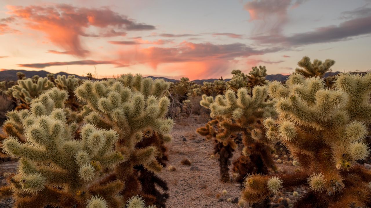 The Cholla Cactus Garden is a quick, flat quarter-mile loop through nearly 10 acres of cacti including teddybear cholla, identified by its yellow spines and dark lower trunk. 