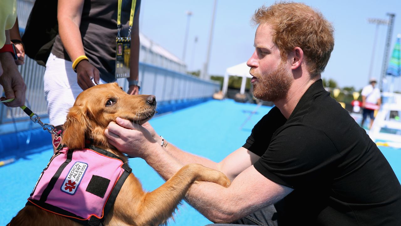 Harry meets medical alert dog Jasmine as he visits venues ahead of the opening of the 2016 Invictus Games. Orlando, US, May 2016. 