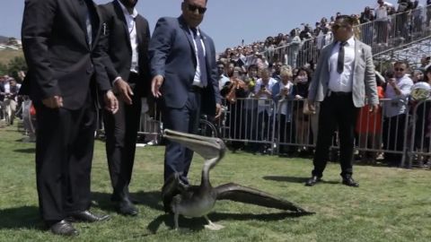 Pelicans crash Pepperdine University graduation 3