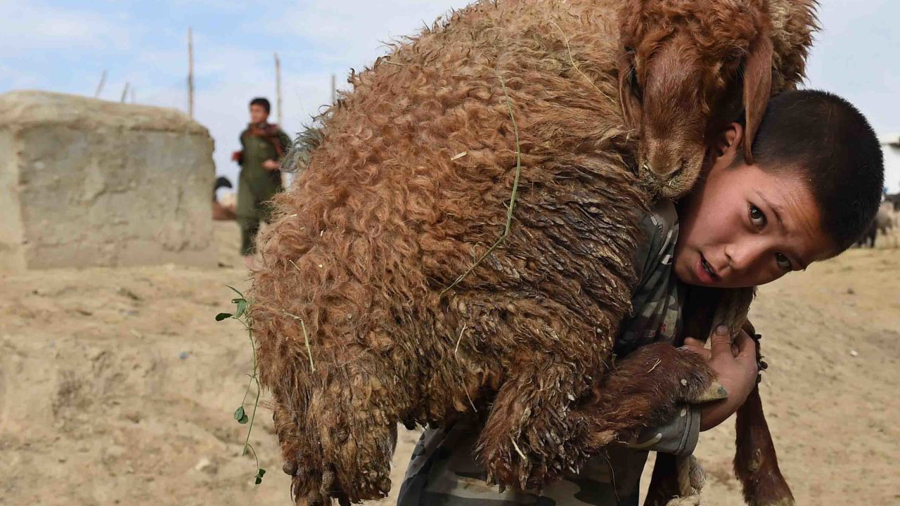 An Afghan boy carries a sheep on his shoulders at a livestock market ahead of Eid al-Adha festival in Kabul on September 22, 2015.