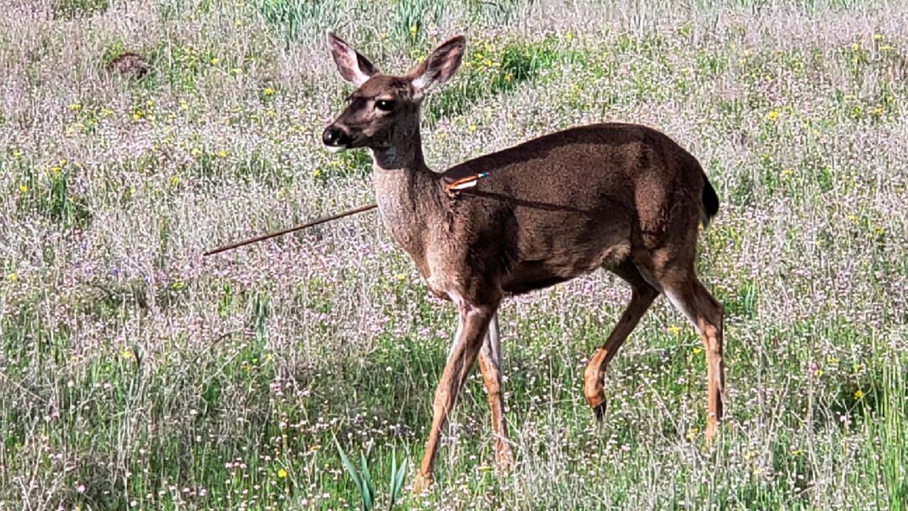 Photo released by the Oregon State Police shows one of the deer in southern Oregon. 