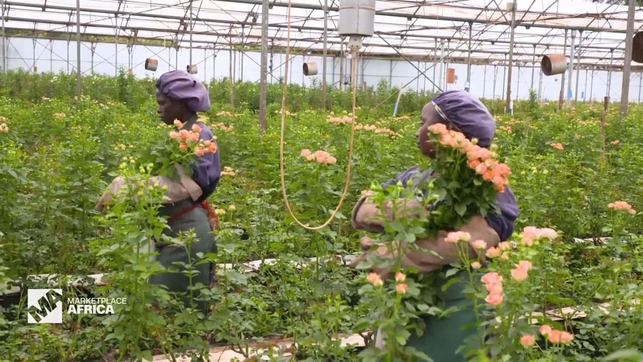 Red Lands Roses - potential to export 30 percent to China.