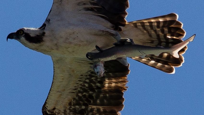 NS Slug: AMAZING PHOTO: BIRD CARRIES A SHARK CARRYING A FISH Synopsis: Hunter becomes the hunted - small shark catches fish... then both get caught by an osprey Keywords: WILDLIFE FIST OSPREY SHARK FLORIDA