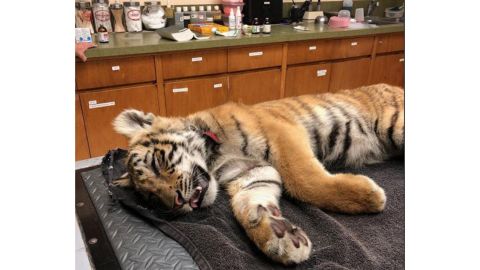 02 border patrol tiger cub