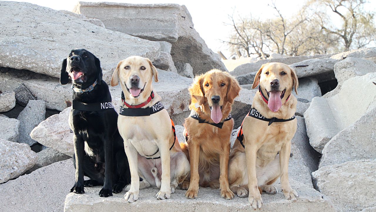 A group of candidates at the Search Dog Foundation's training center.