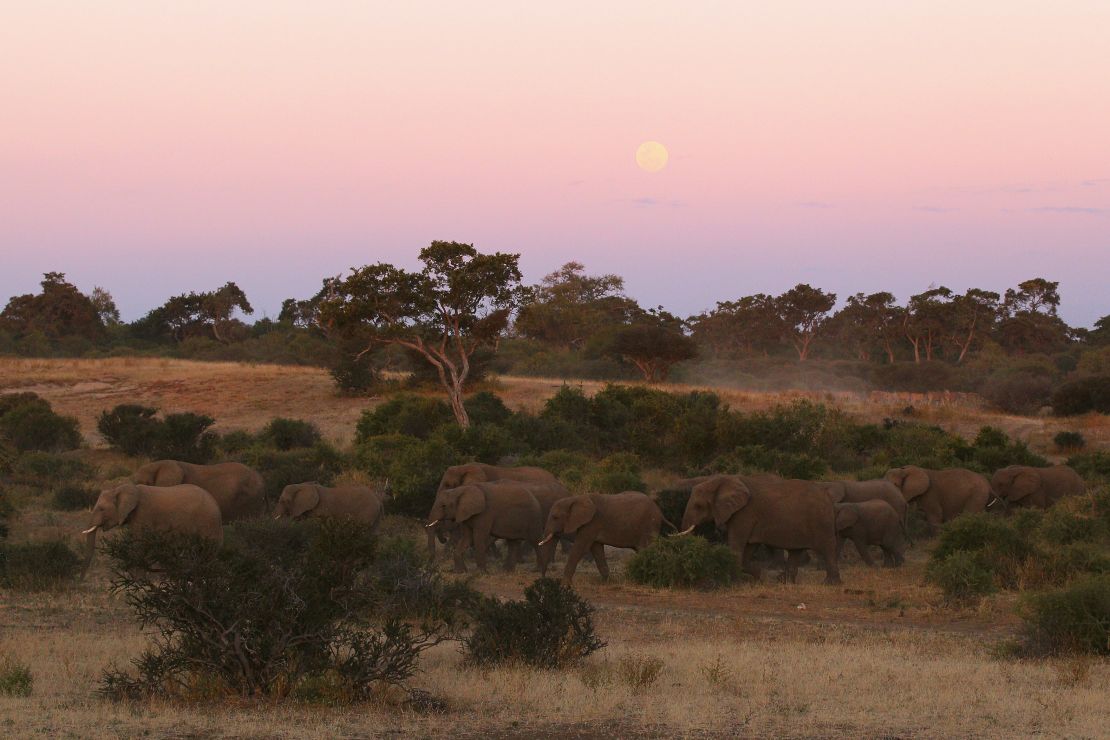 A herd of elephants walk together at dusk in 2010 in the Mashatu Game Reserve in Botswana.