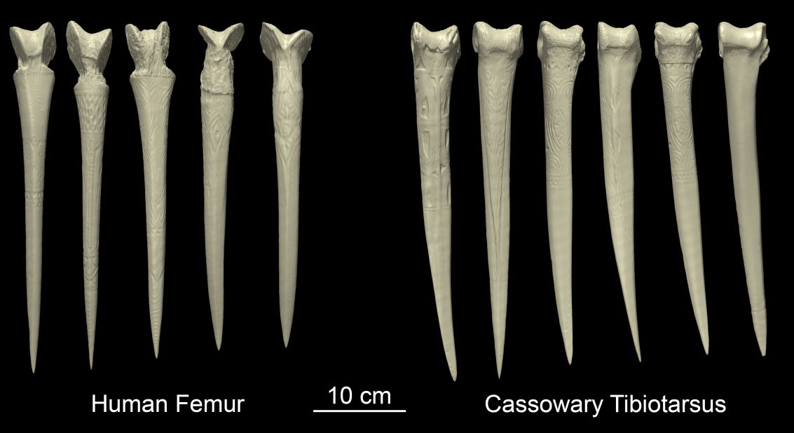 Anthropologist Nathaniel Dominy and his colleagues took CT scans of daggers made from human and cassowary bones and exposed them to virtual loads to see how they responded.  