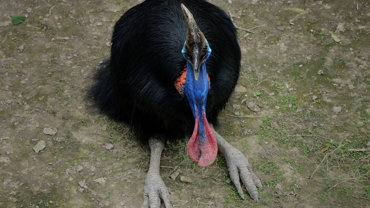 Cassowaries are native to New Guinea and northeastern Australia.