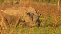 black rhinos project chad kriel pkg nr_00011126